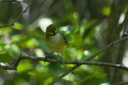 Image of White-eyed Vireo