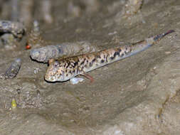 Image of Barred mudskipper