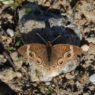 Image of Common buckeye