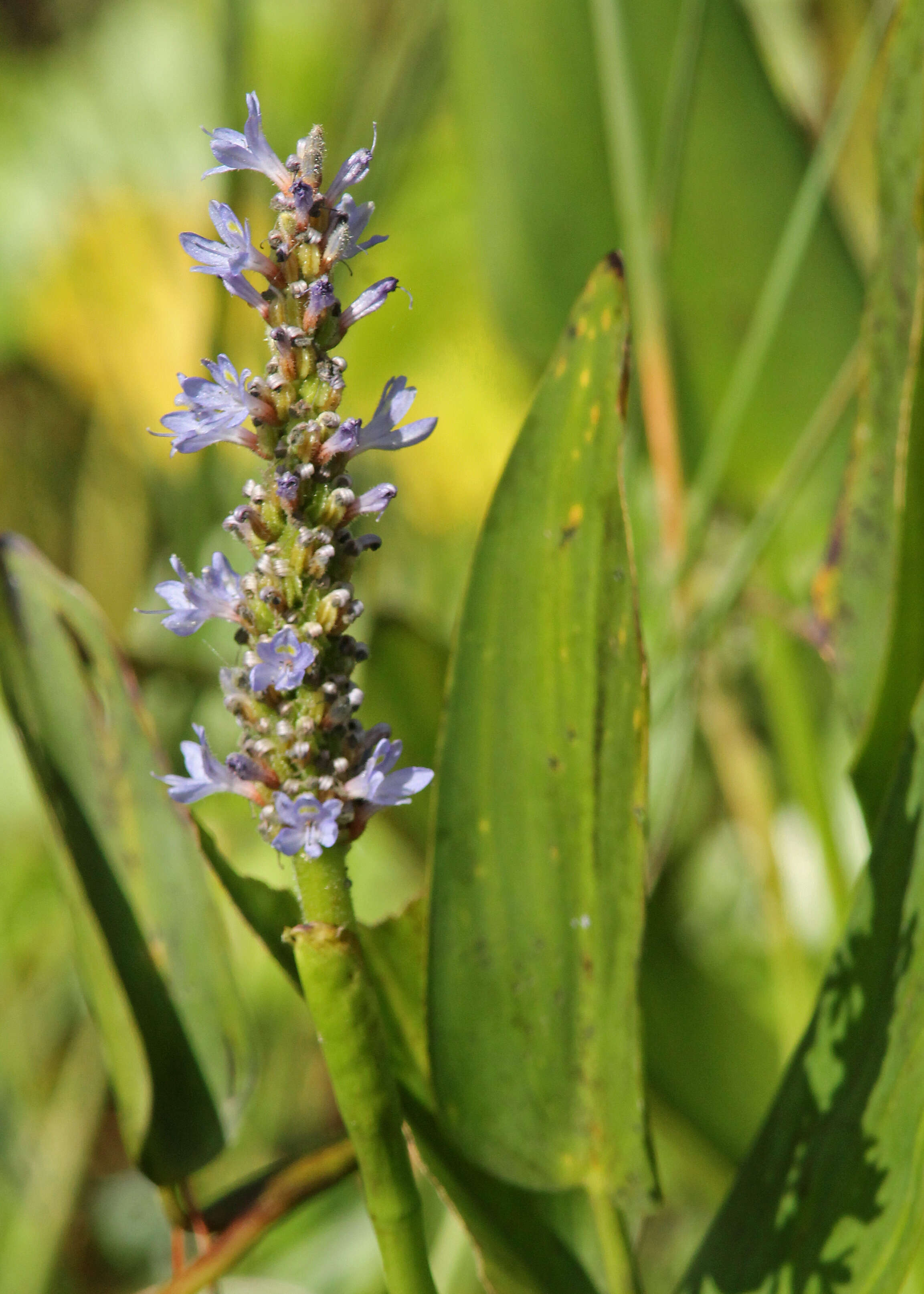 Image of pickerelweed