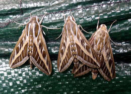 Image of striped hawk-moth