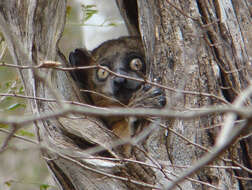 Image of Hubbard's Sportive Lemur