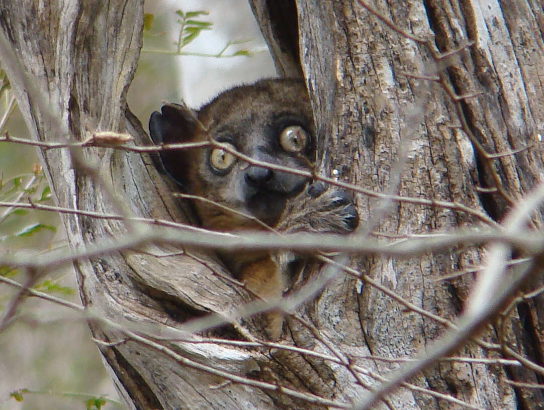 Image of sportive lemurs