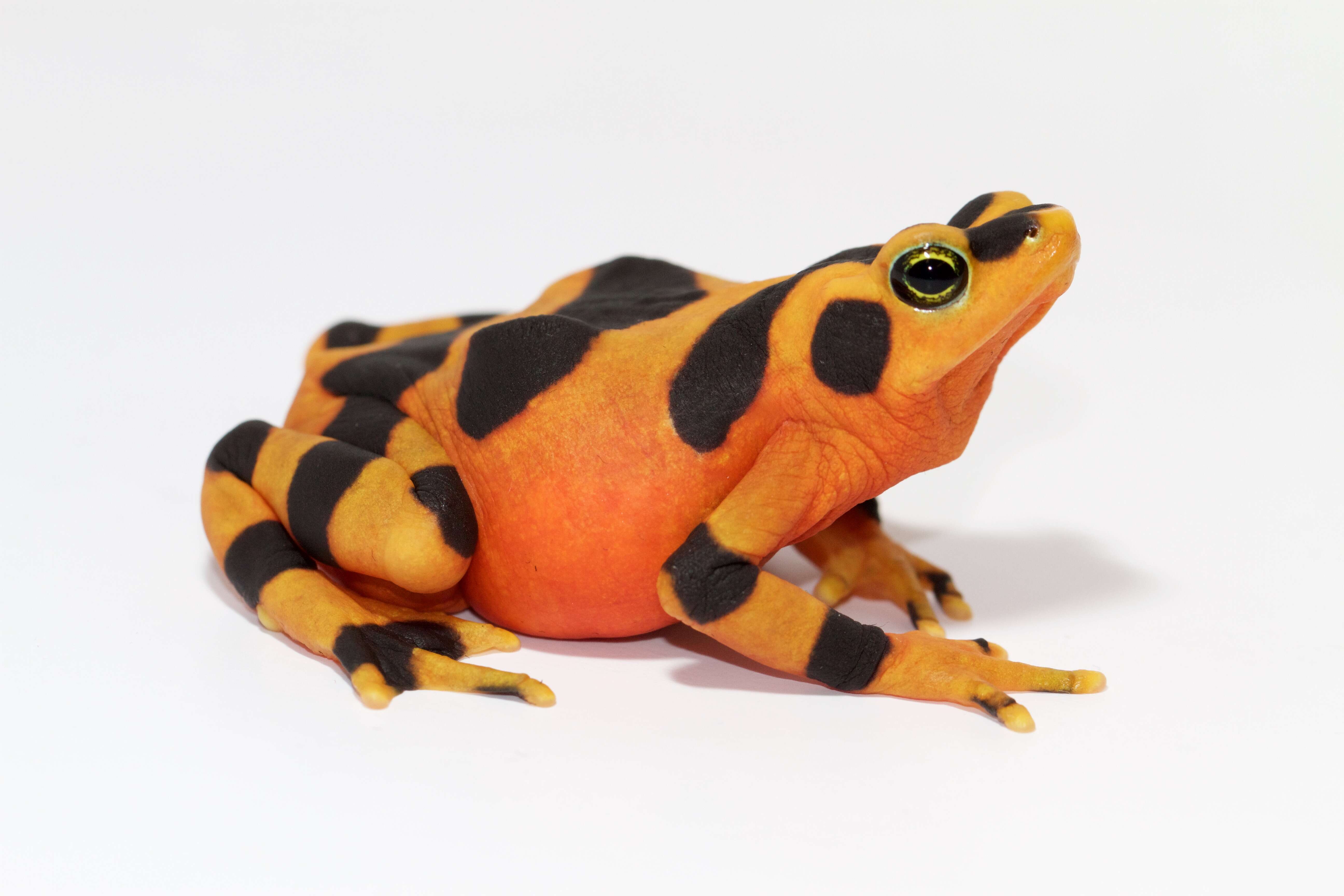 Image of harlequin frogs