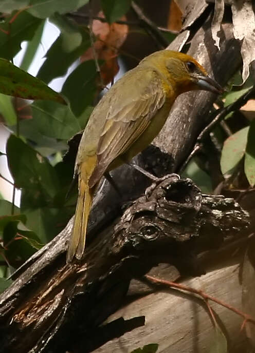 Image of Summer Tanager