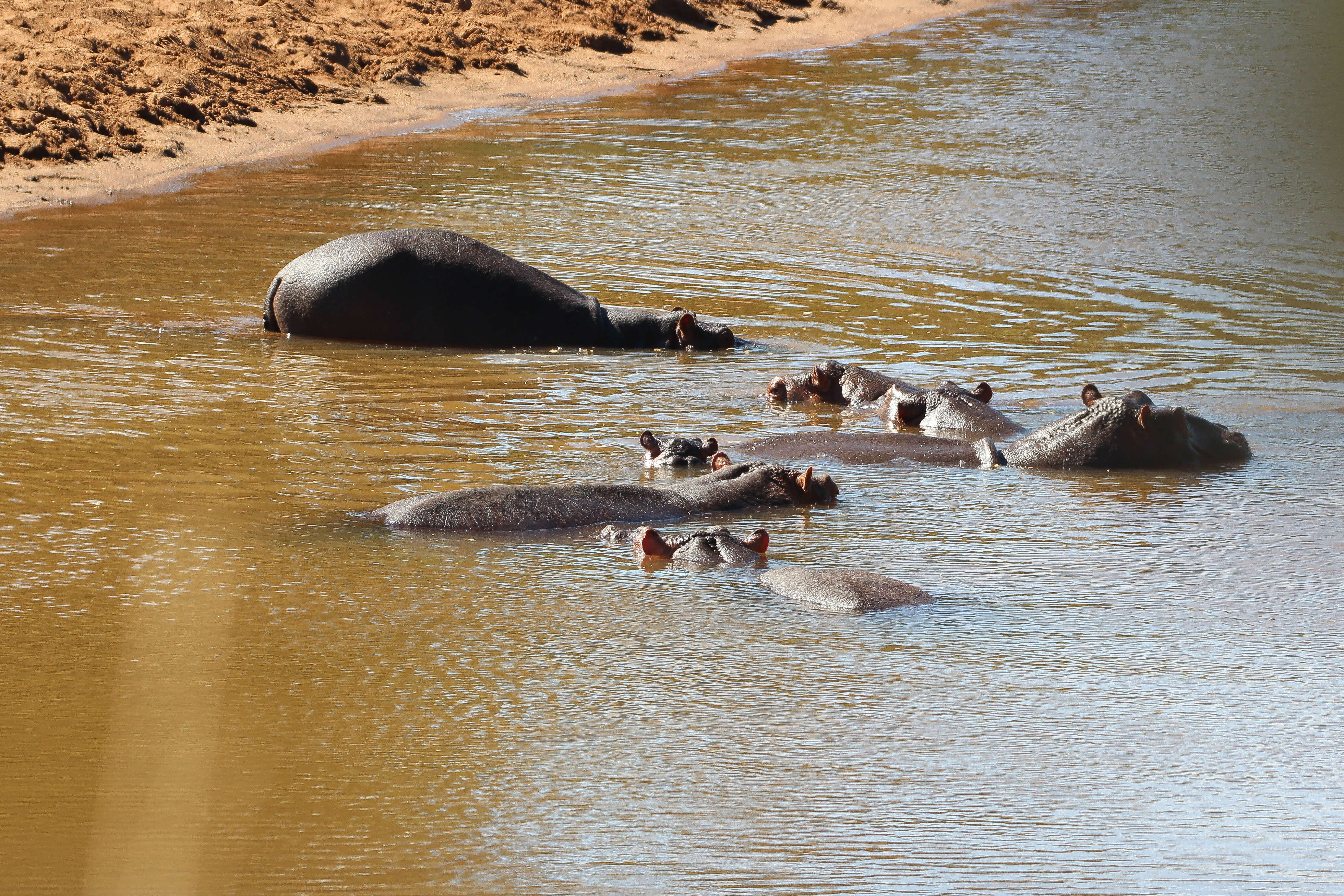 Image de Hippopotomus