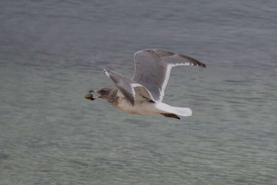 Image of Larus Linnaeus 1758