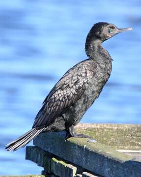 Plancia ëd Phalacrocorax sulcirostris (Brandt & JF 1837)