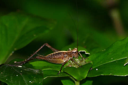 صورة Eneoptera guyanensis Chopard 1931