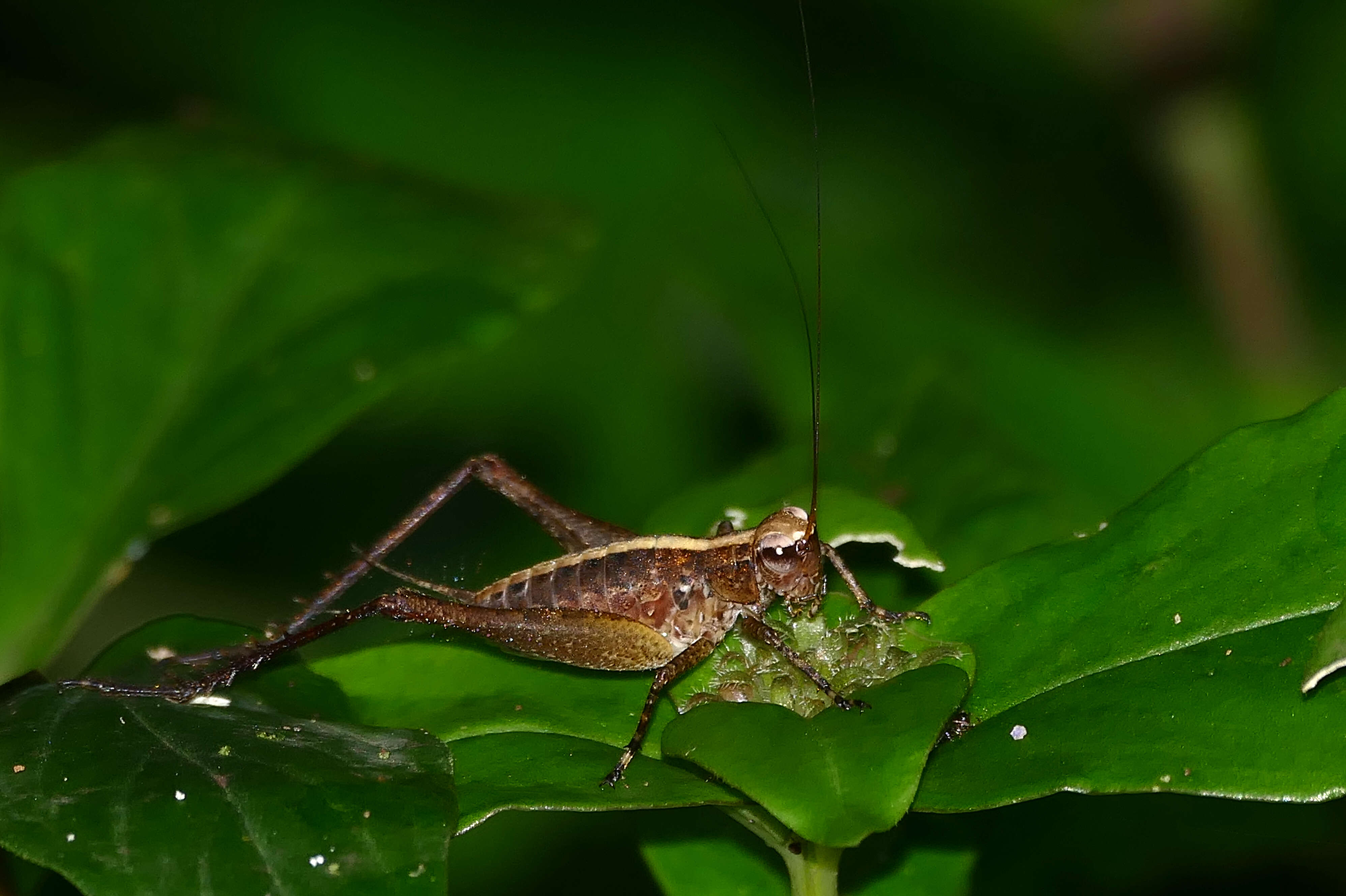 Image of Eneoptera