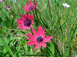 Image of broad-leaved anemone