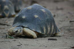 Image of Typical Tortoises