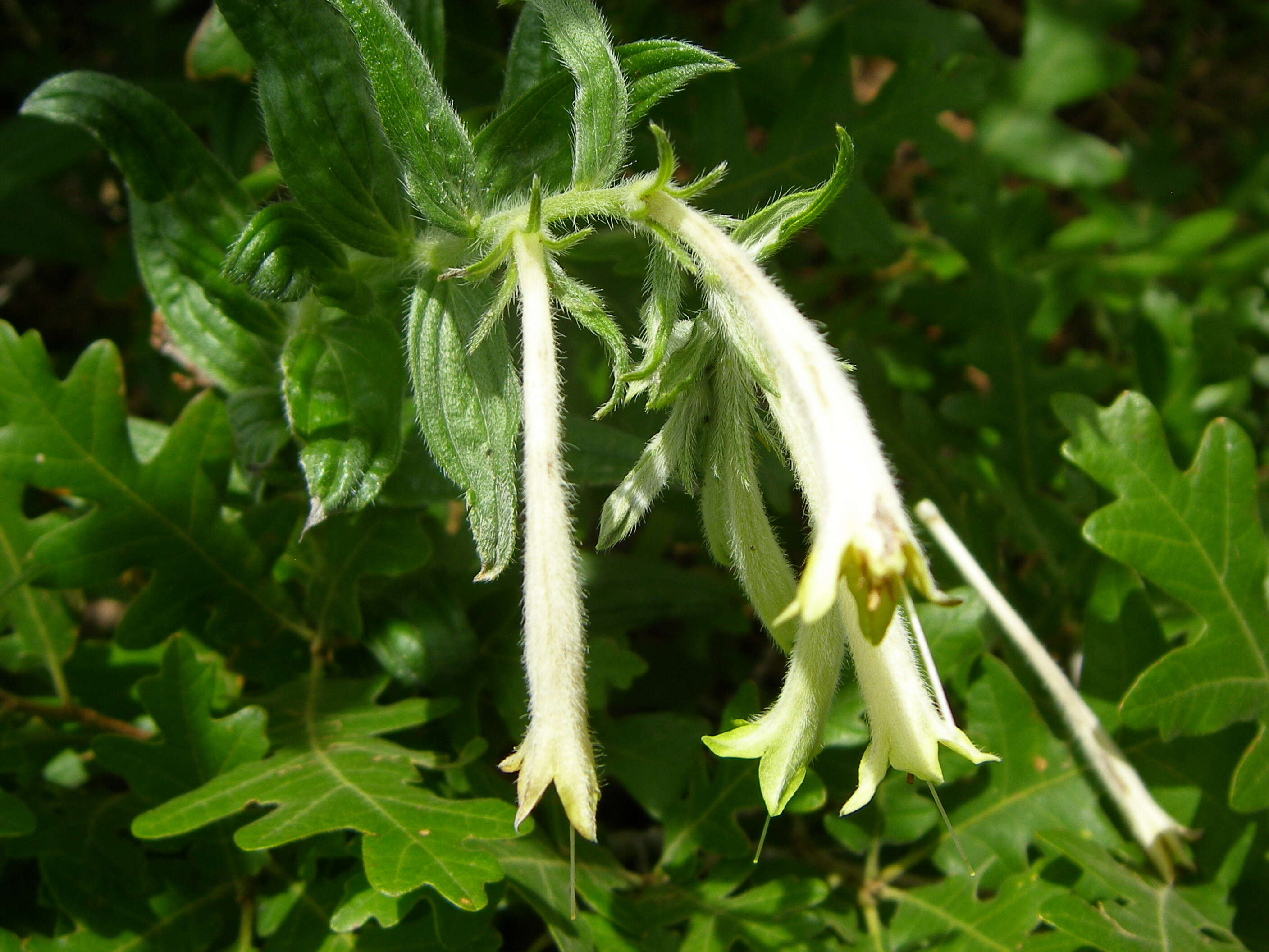 Image of giant-trumpets