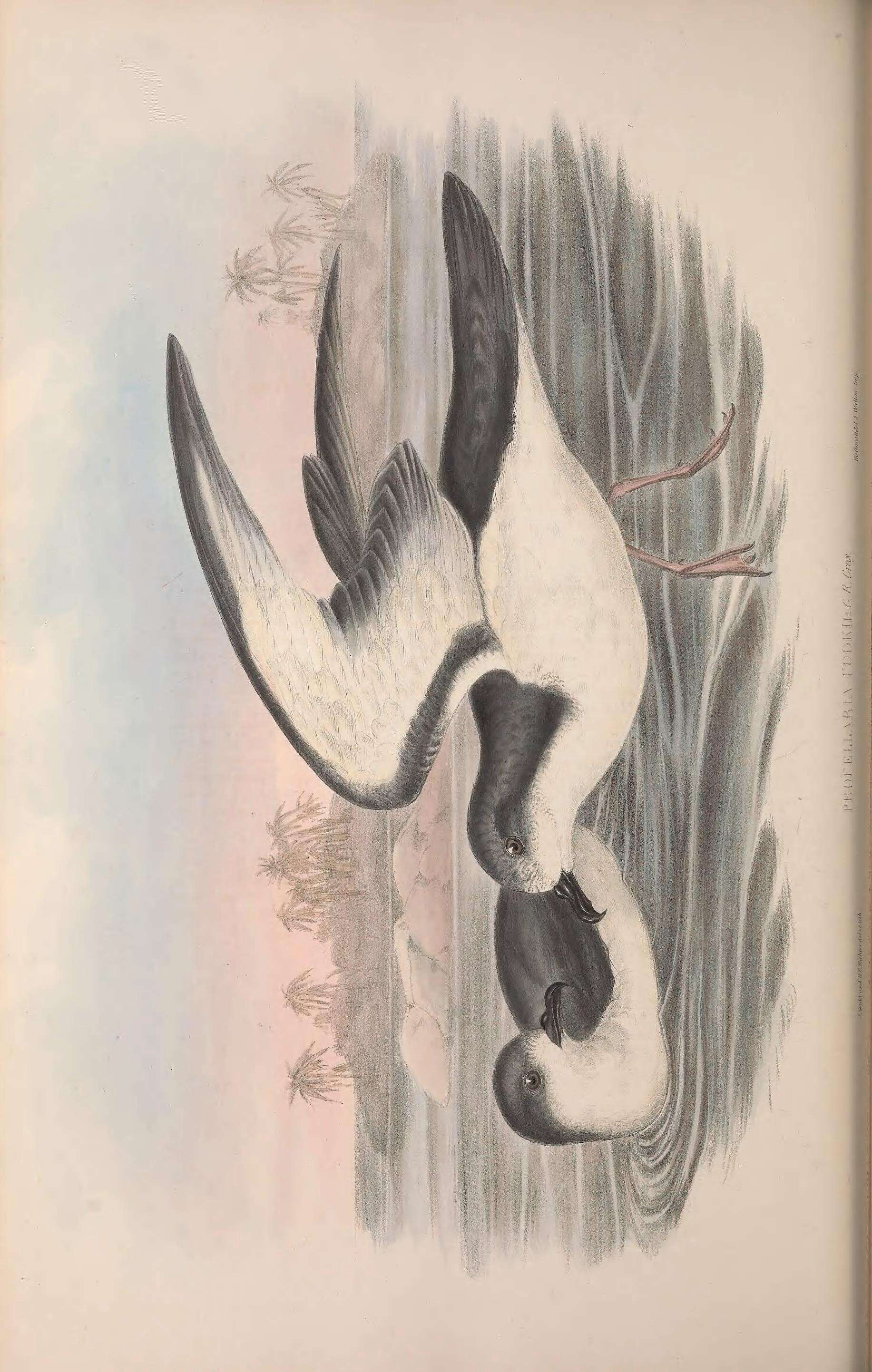 Plancia ëd Austrodyptornithes