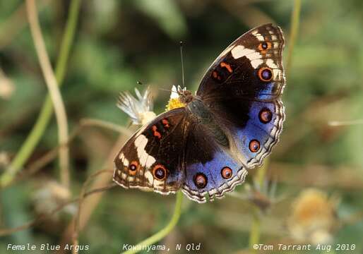 Plancia ëd Junonia orithya Linnaeus 1764