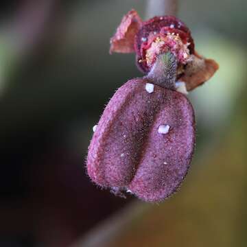 Image of Euphorbia umbellata (Pax) Bruyns