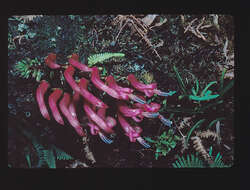 Image of false lobelia