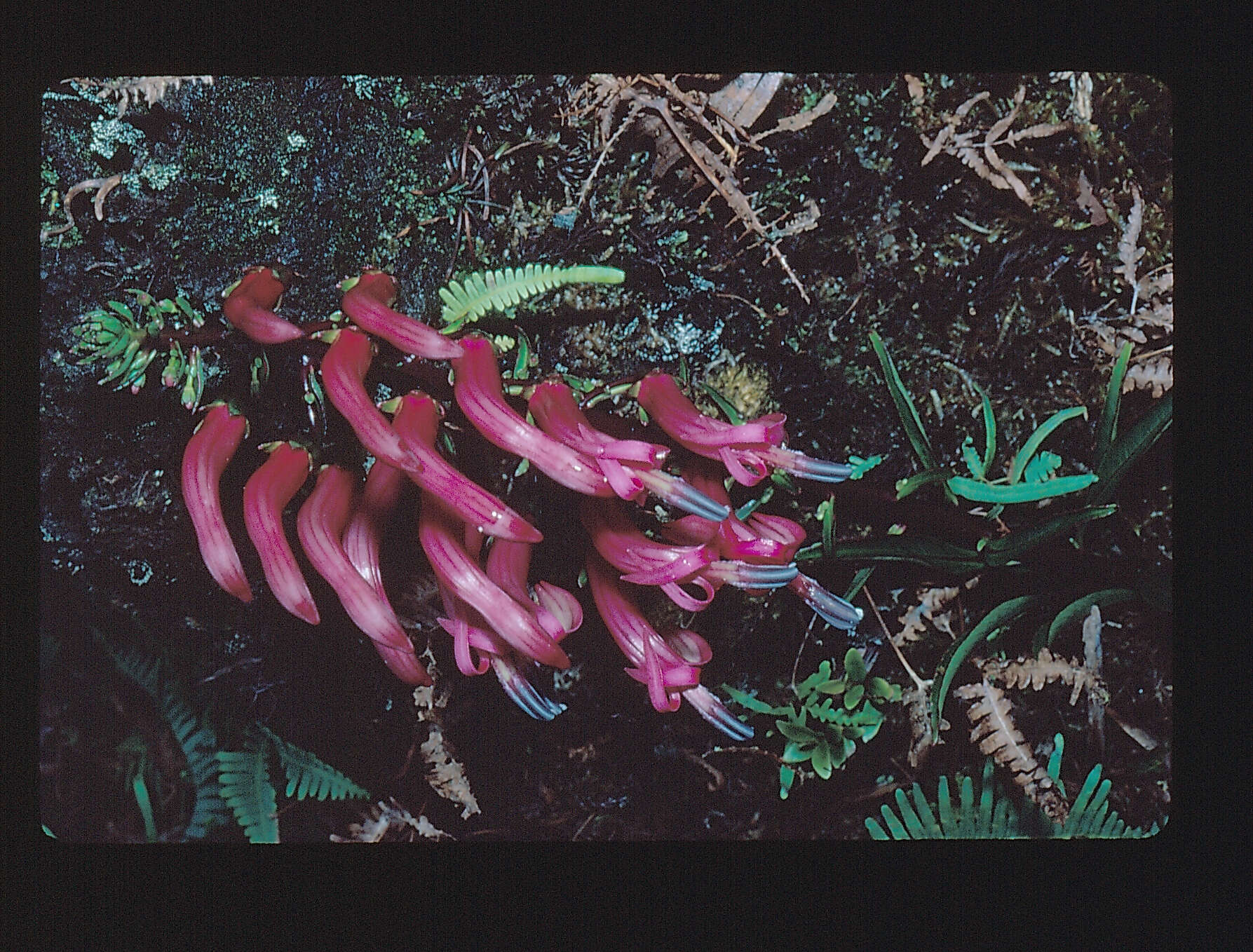 Слика од Trematolobelia