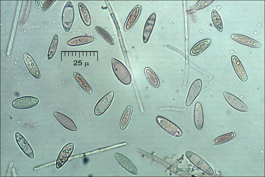 Lachnellula occidentalis (G. G. Hahn & Ayers) Dharne 1965 resmi