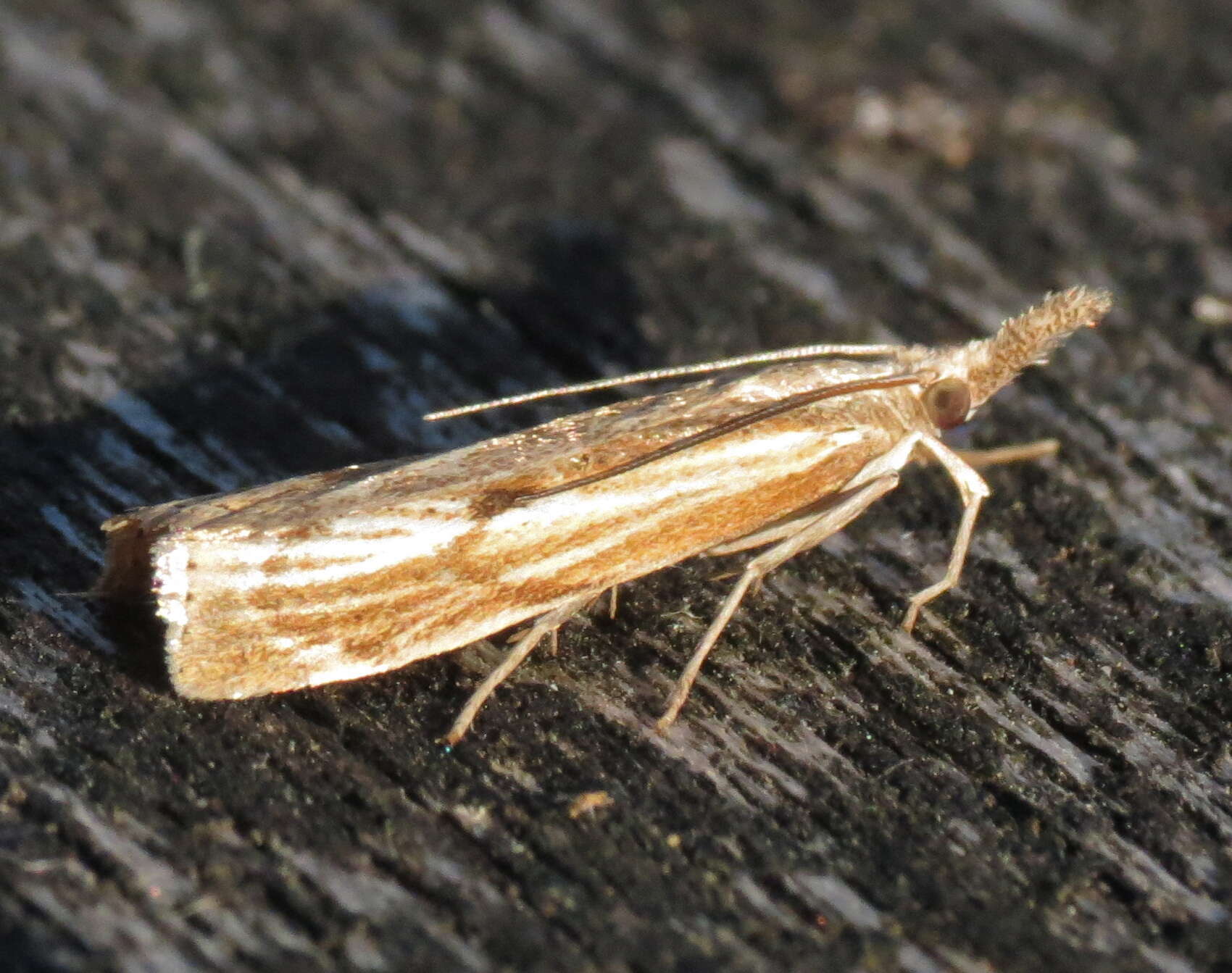 Image of Agriphila