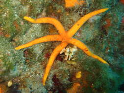 Image of "Starfish, brittle stars, and basket stars"