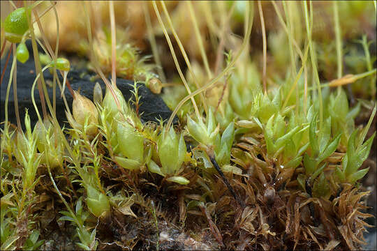 Image of Cord Moss