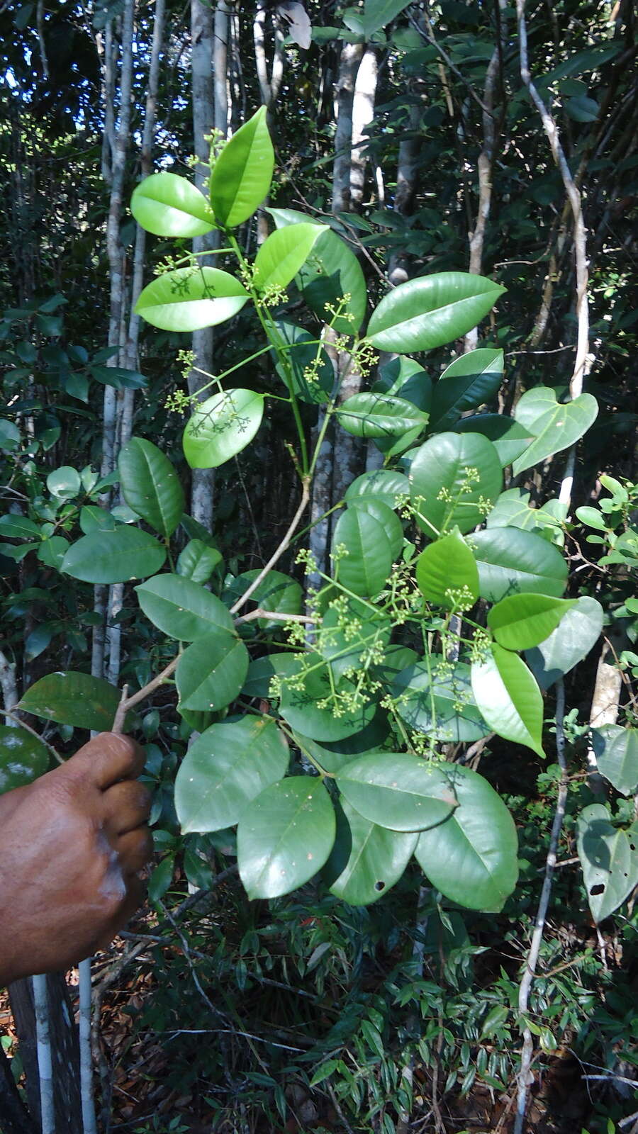 Image of Zanthoxylum tingoassuiba A. St.-Hil.