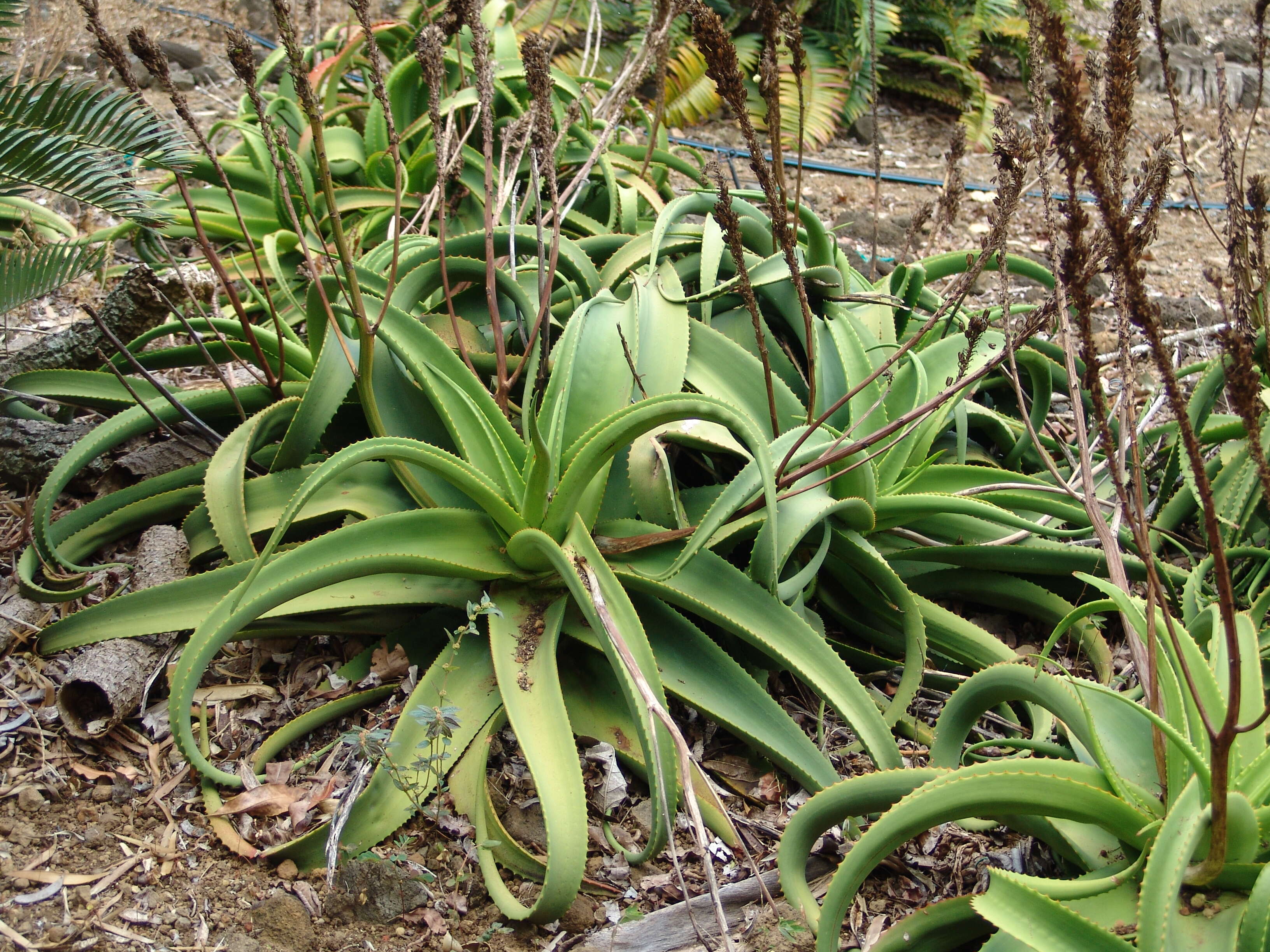 Image of Aloe