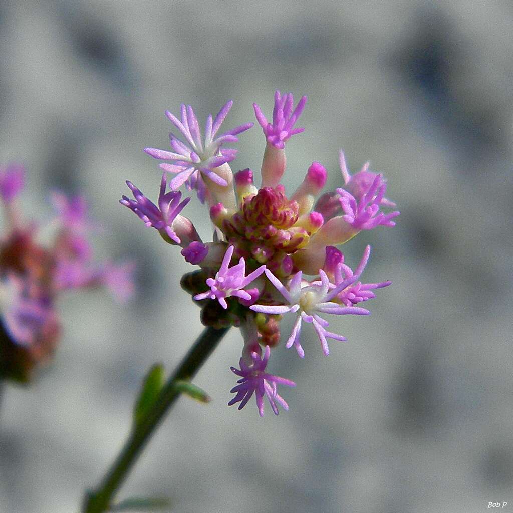 Image of Few-flowered Milkwort