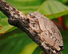 Image of Pine Woods Treefrog