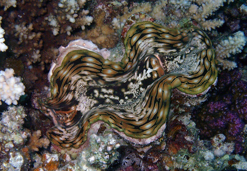 Image of Fluted Clam