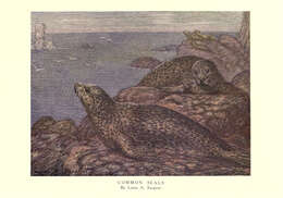 Imagem de Phoca Linnaeus 1758