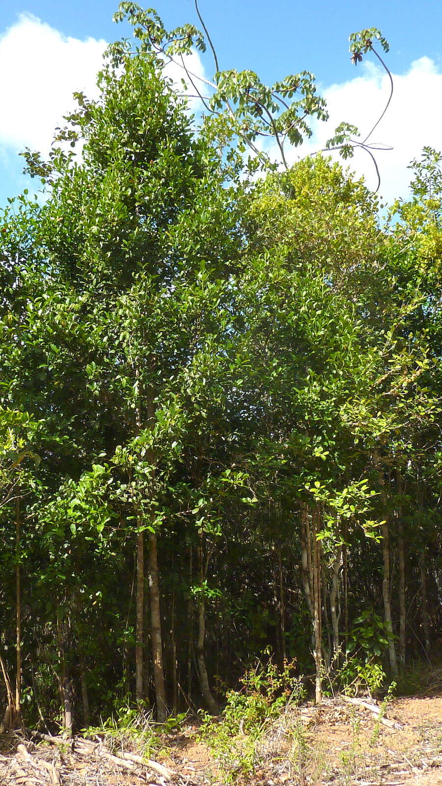 Image of Garcinia gardneriana (Planch. & Triana) D. C. Zappi