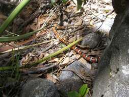 Image of Kingsnakes