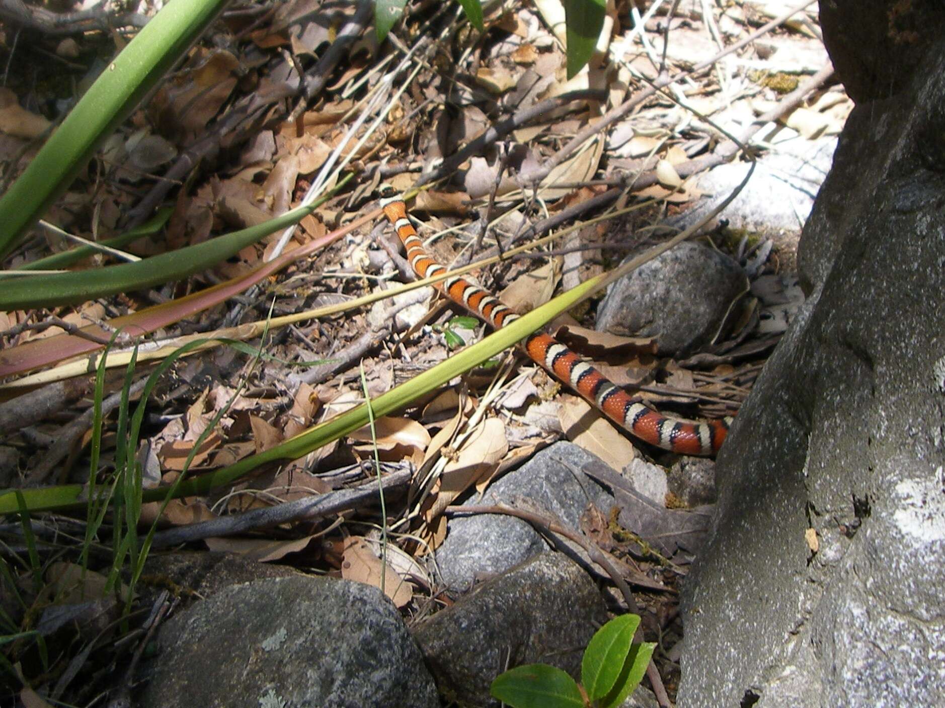 Image of Kingsnakes