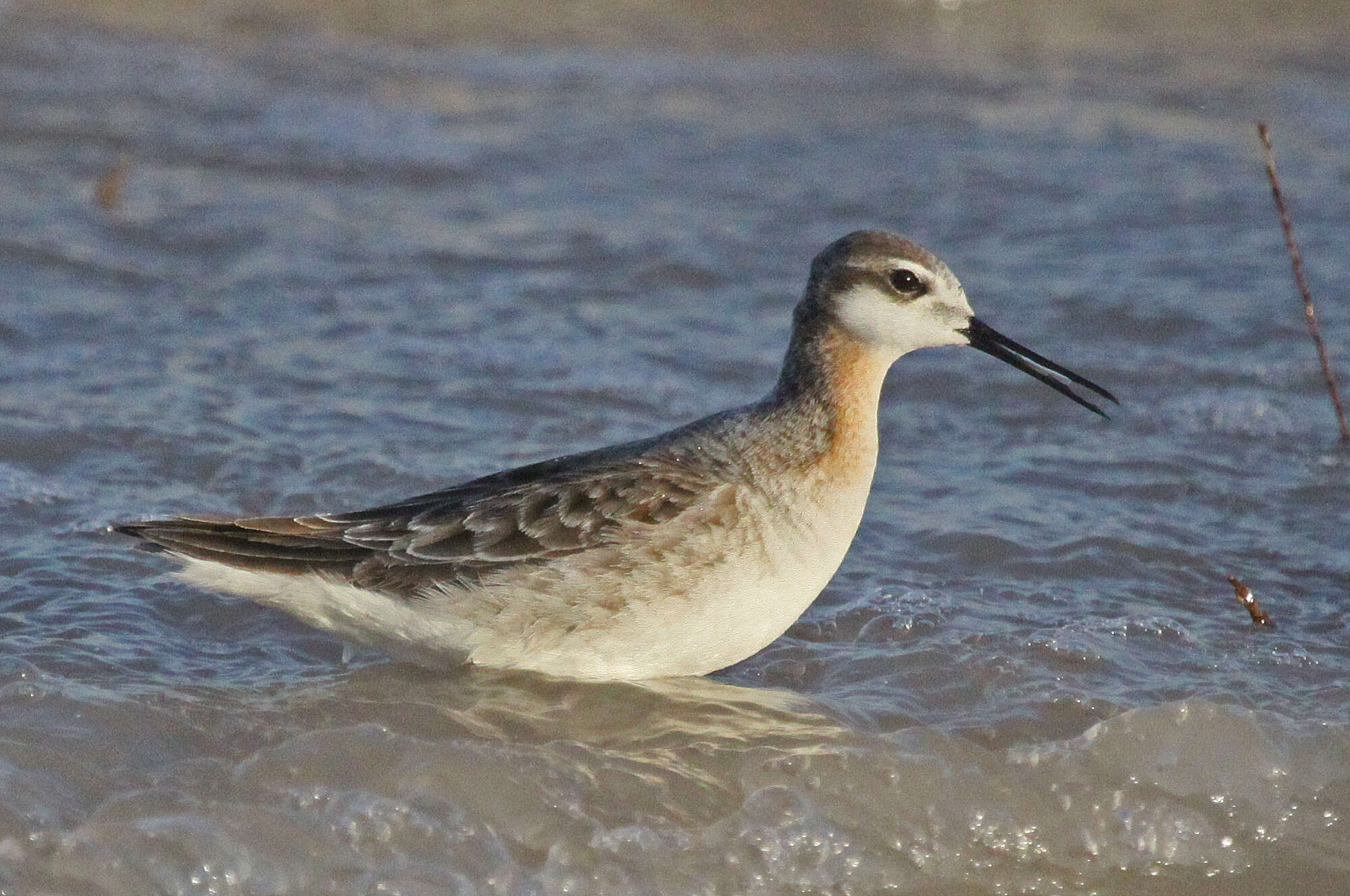 Image of Wilson's Phalarope