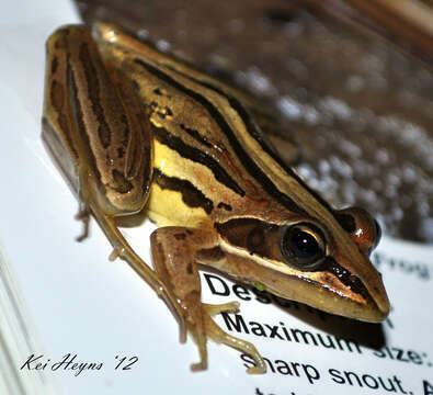 Image of Striped Stream Frog