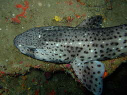 Image of Spotted cat sharks