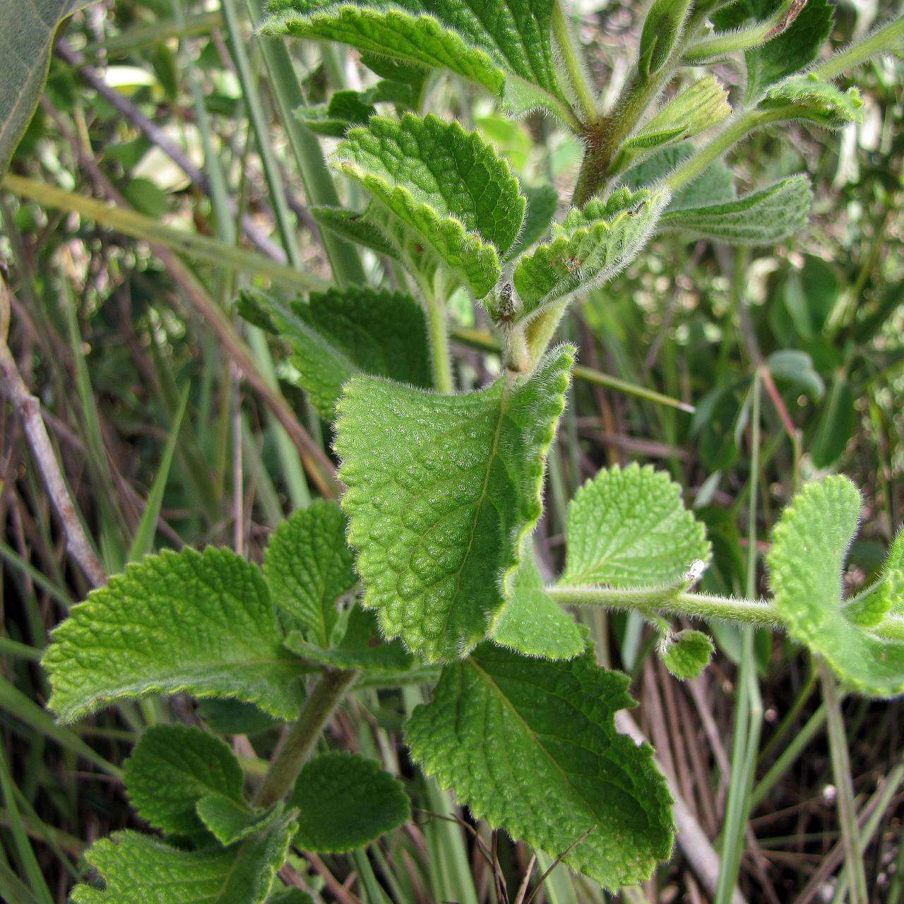 Image of Stachytarpheta longispicata (Pohl) S. Atkins