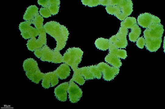 Plancia ëd Microcystis aeruginosa