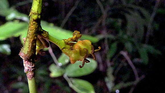 Image of Gymnanthes glabrata (Mart.) Govaerts