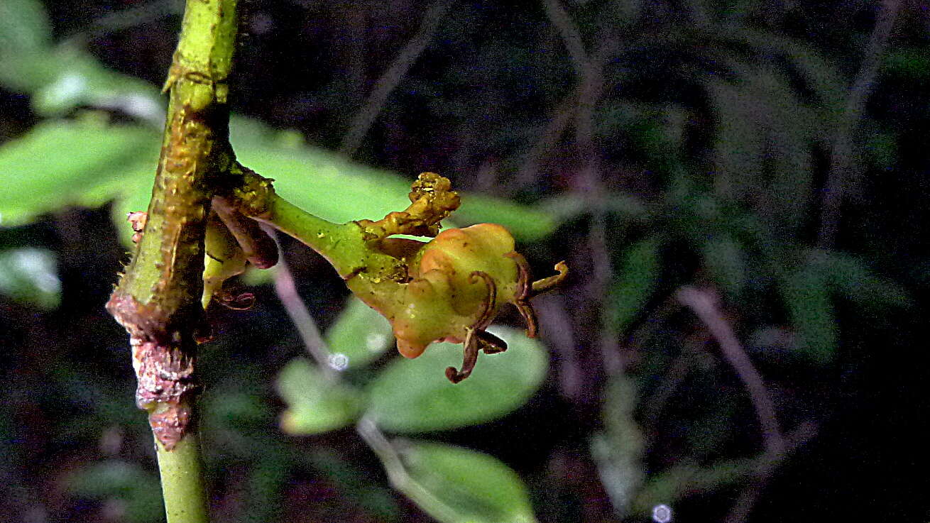 Image of Gymnanthes glabrata (Mart.) Govaerts