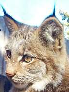 Image of Lynx Felis