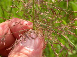 Image of bentgrass