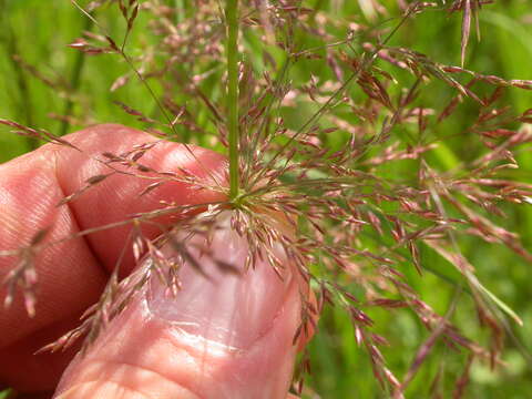 Imagem de Agrostis stolonifera L.