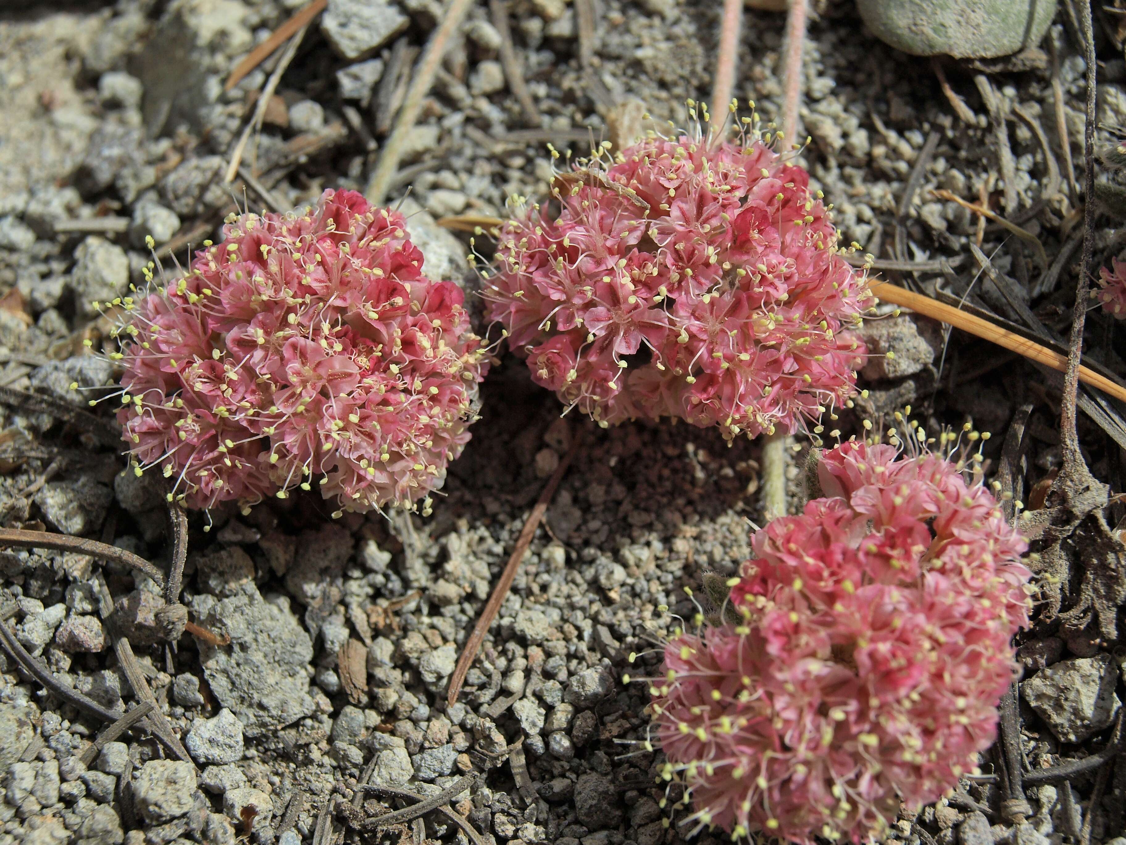 Imagem de Eriogonum lobbii Torr. & Gray