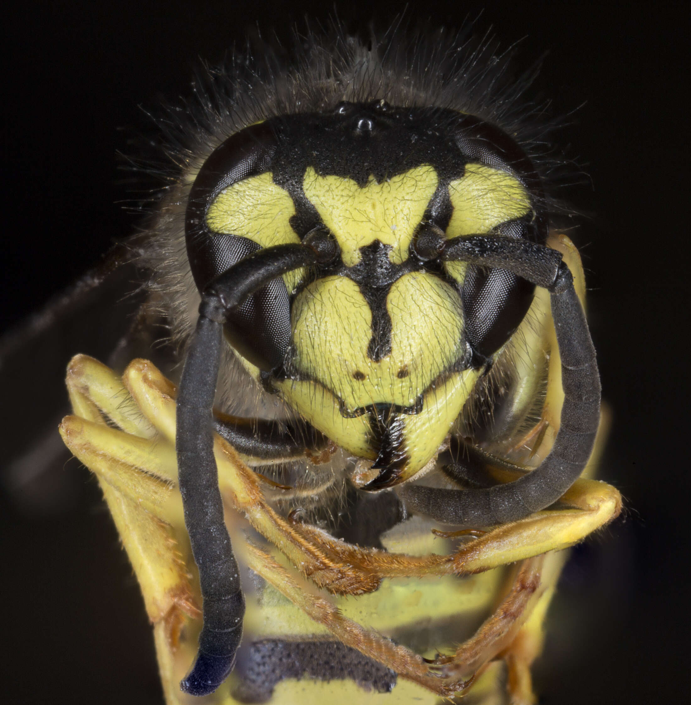 Image of Eastern Yellowjacket