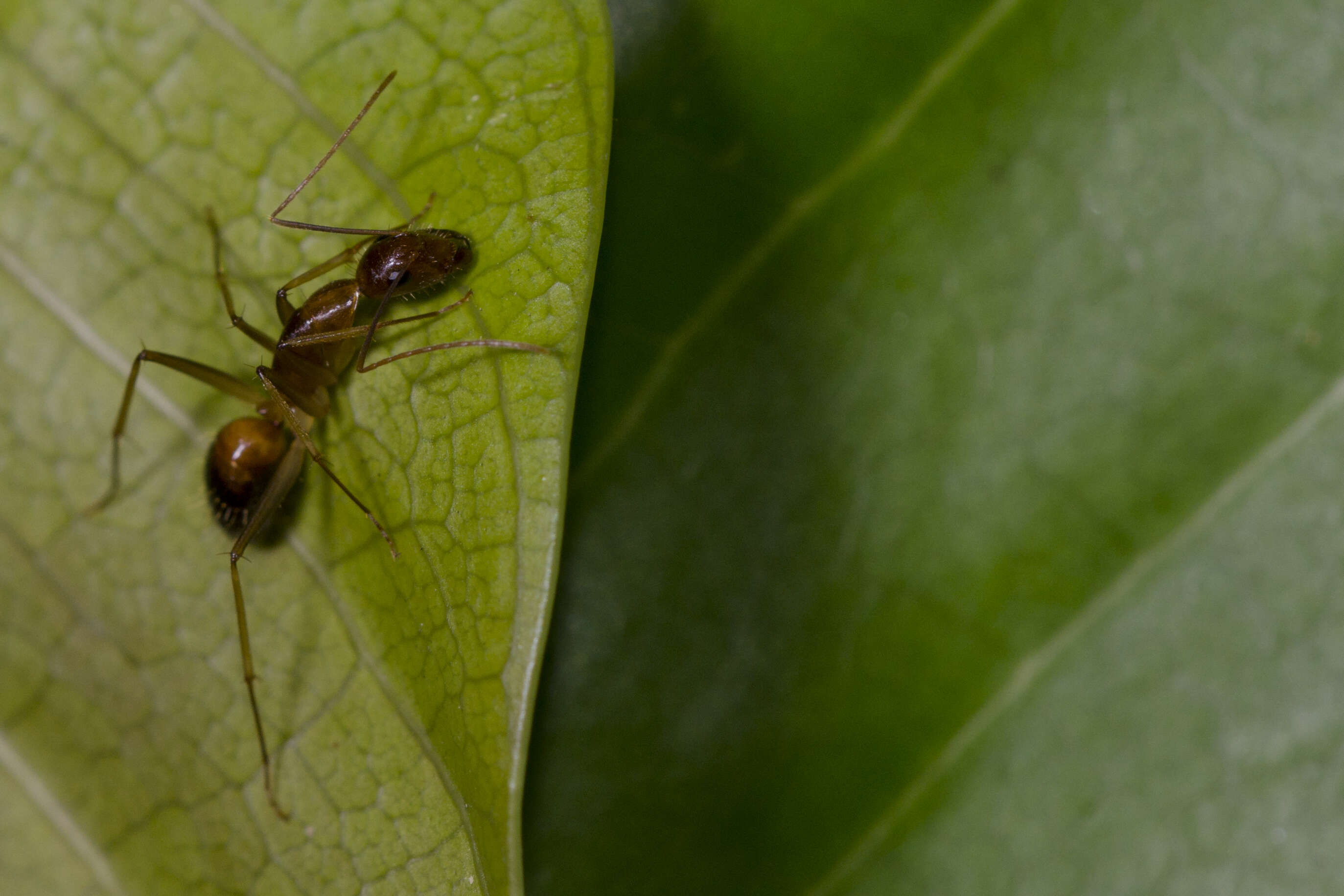 Plancia ëd Camponotus monju Terayama 1999