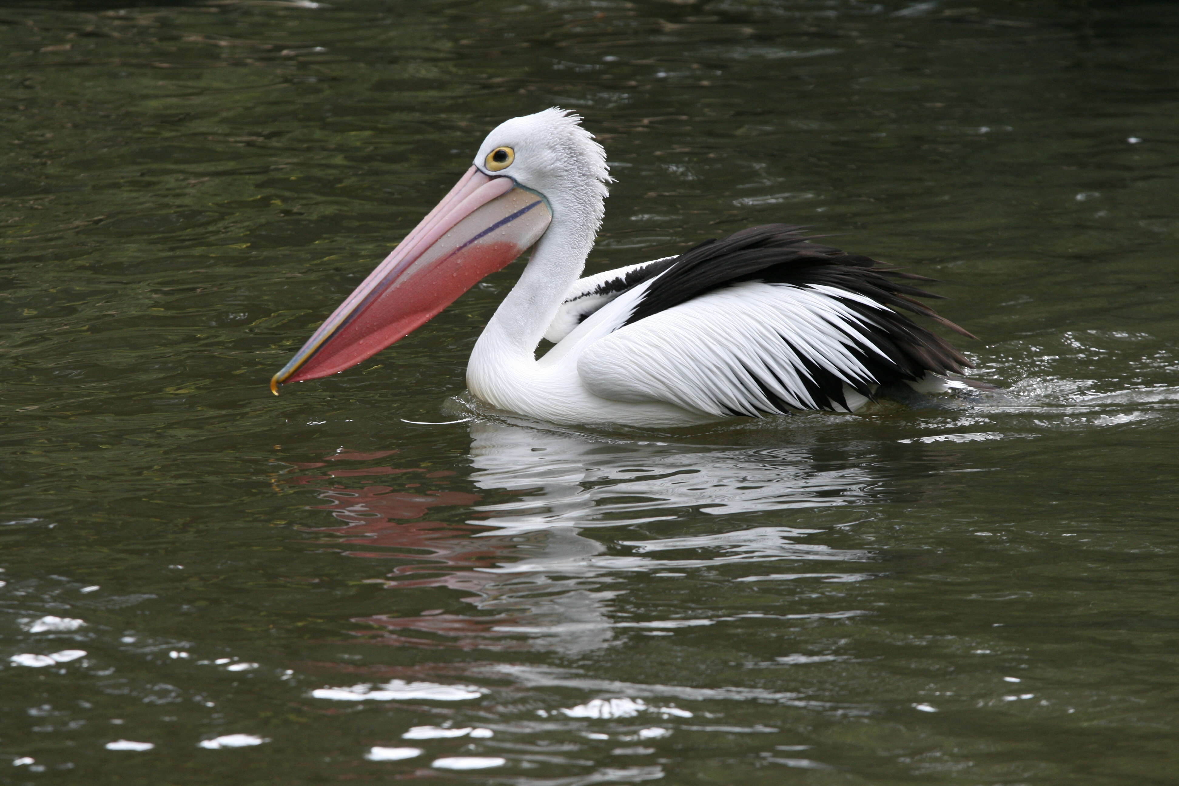 Image of pelicans