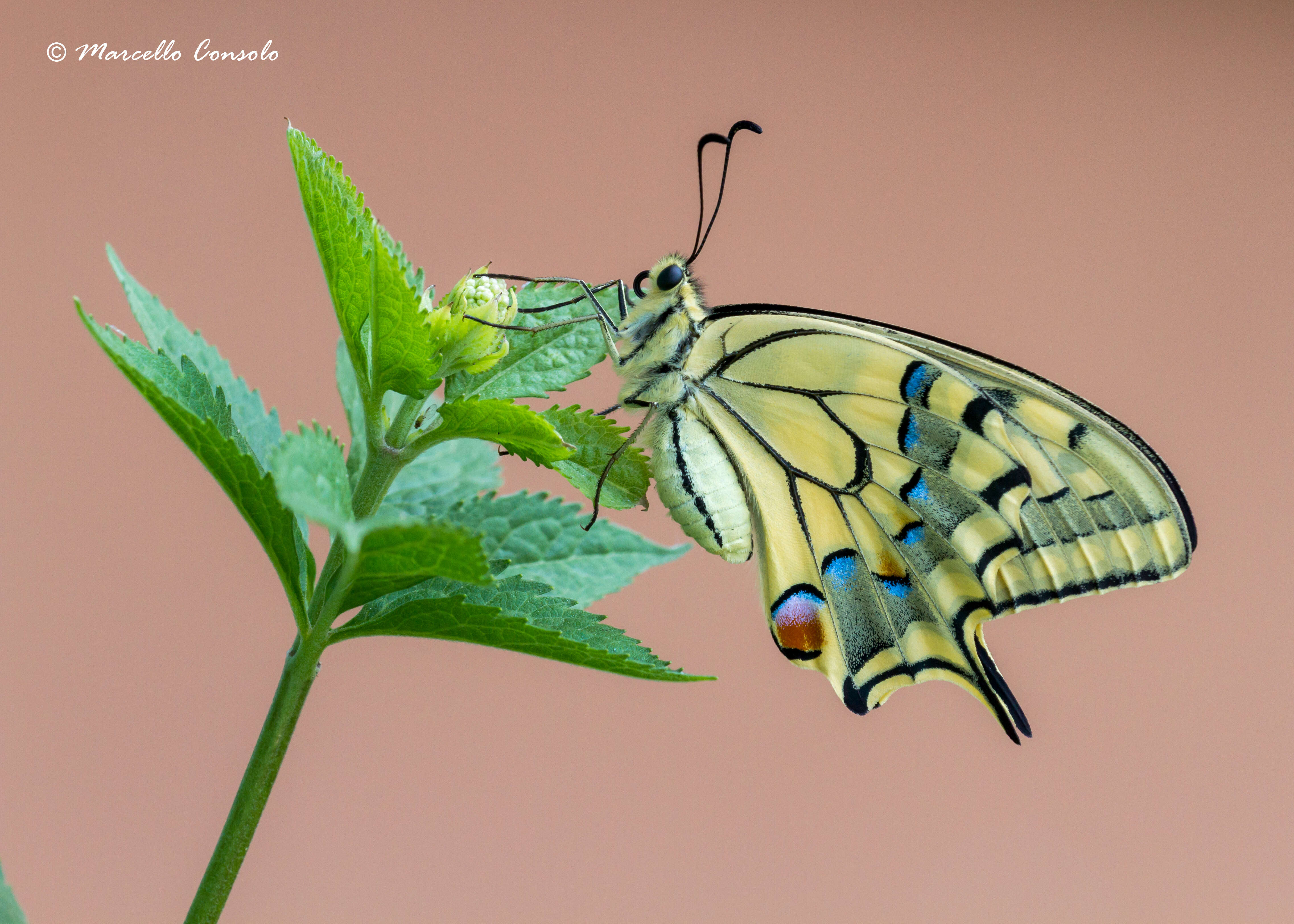 Image of Old World Swallowtail